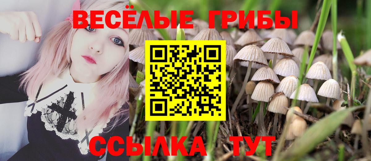 Сунжа  Псилоцибиновые грибы Psilocybe  Вход с VPN 