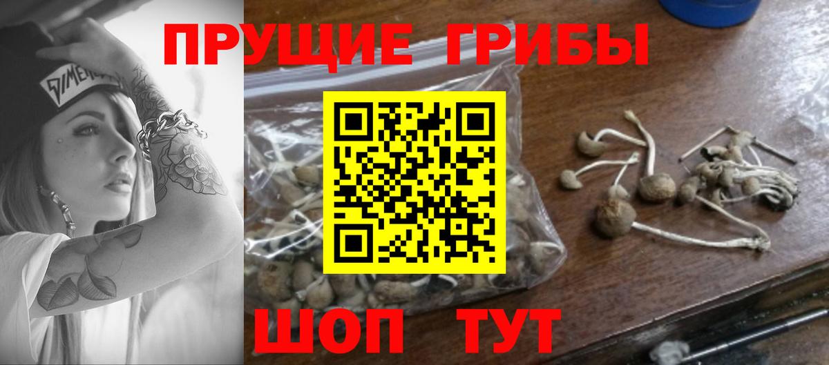 Псилоцибиновые грибы Psilocybine cubensis Сунжа
